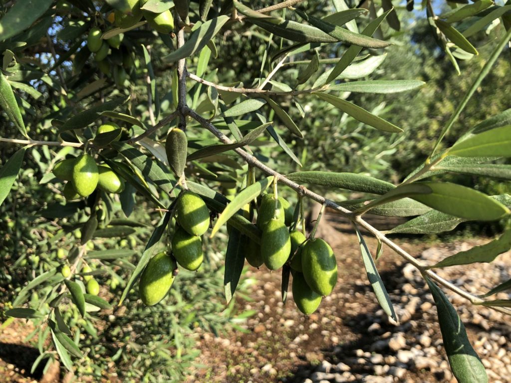 Le olive di Bitetto. Foto: Archivio Associazione culturale GoTellGo. CC BY NC ND