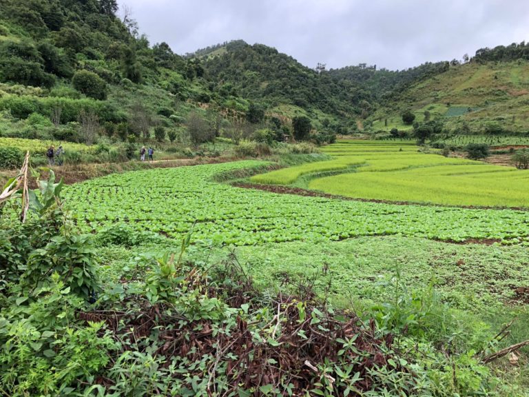 Myanmar: coltivazioni tra le colline intorno a Kalaw [Foto: GoTellGo, CC BY NC ND]