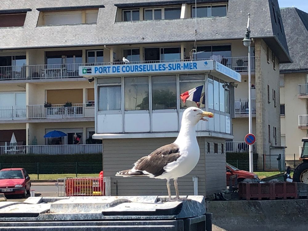 Un gabbiano di guardia al porto di Courseulles-sur-Mer [Foto: Associazione culturale GoTellGo, CC BY NC ND]
