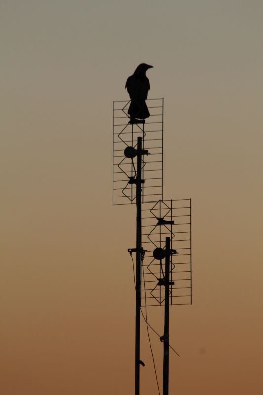 La cornacchia sull'antenna [Foto: cortesia Sofia Rahman, CC BY NC ND]