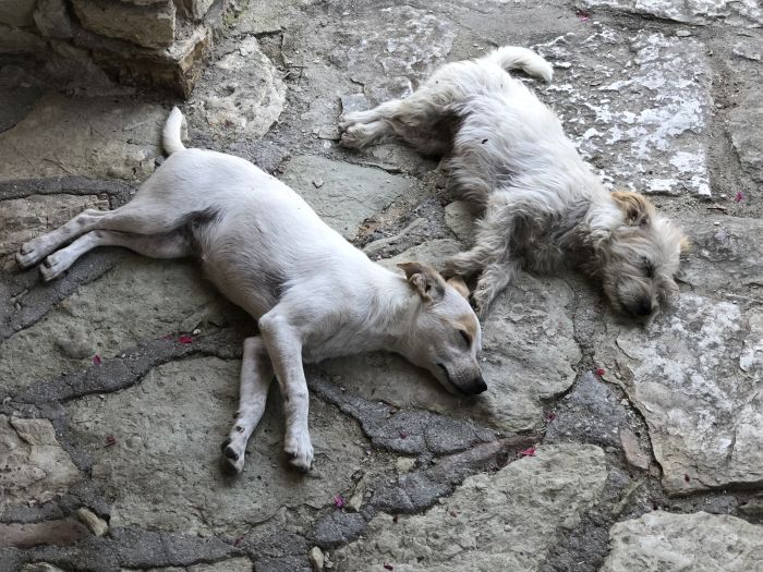 Due cani in riposto presso il Convento francescano del Sacro Speco [Foto: Associazione culturale GoTellGo, CC BY NC SA]