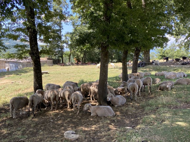 Gruppo di pecore in riposo all'ombra [Foto: Associazione culturale GoTellGo / Maria Teresa Natale, CC BY NC SA]