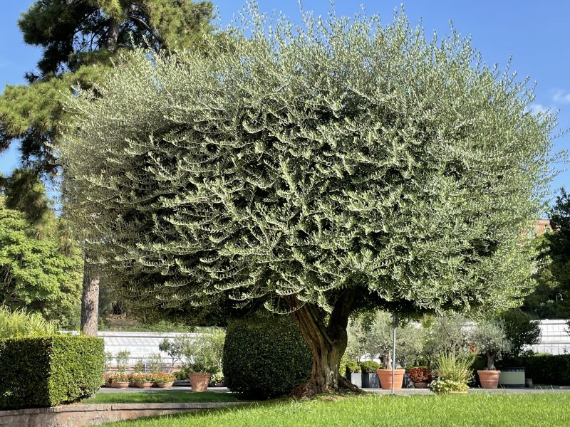 Semenzaio di San Sisto, esemplare di ulivo modellato [Foto: Associazione culturale GoTellGo / Maria Teresa Natale, CC BY NC SA]