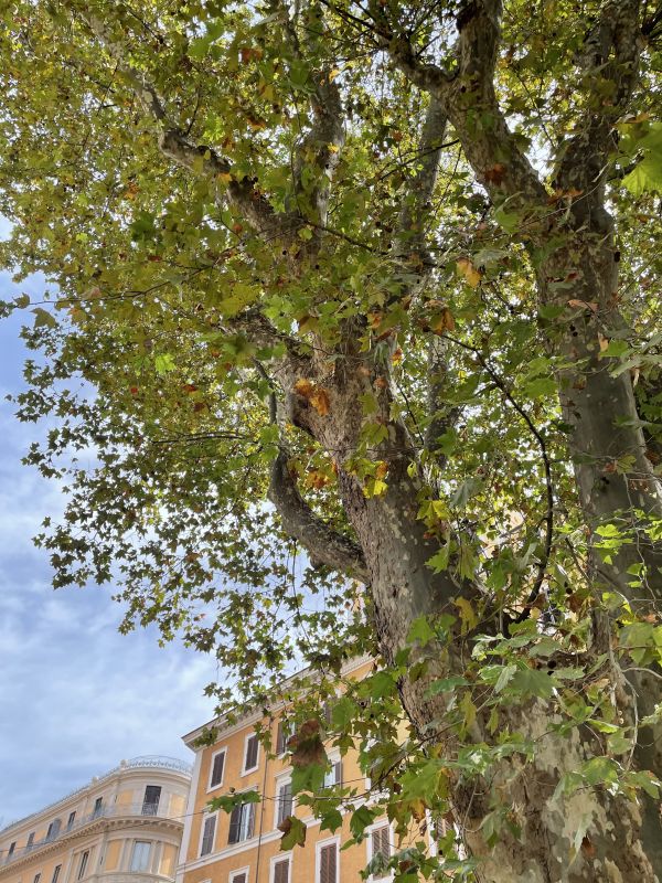 Platano ibrido nel giardino di piazza Benedetto Cairoli [Foto: Associazione culturale GoTellGo / Maria Teresa Natale, CC BY NC SA]