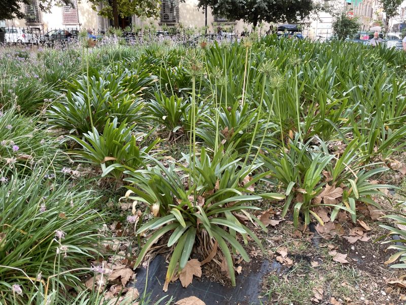 Distesa di agapanto nel giardino di piazza Cairoli [Foto: Associazione culturale GoTellGo / Maria Teresa Natale, CC BY NC SA]