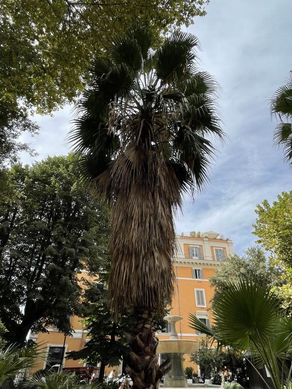 Palma Washingtonia nel giardino di piazza Benedetto Cairoli [Foto: Associazione culturale GoTellGo / Maria Teresa Natale, CC BY NC SA]