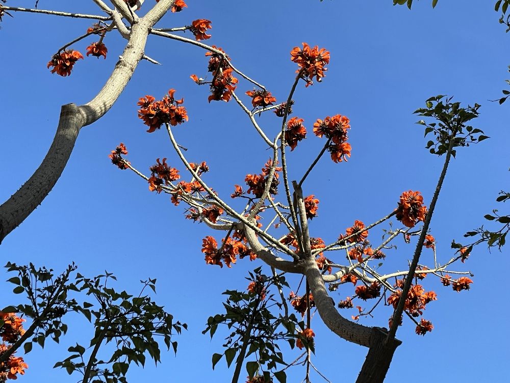 Trapani. Fiori di eritrina o albero del corallo [Foto: Maria Teresa Natale, CC BY NC SA]