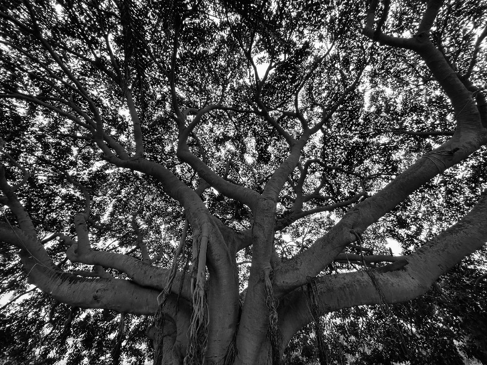 Mozia: alberi di ficus [Foto: Maria Teresa Natale, CC BY NC SA]