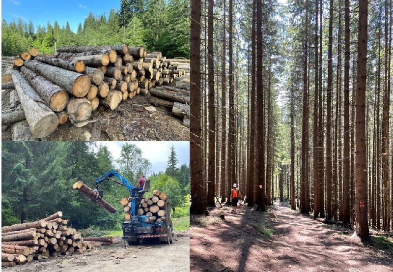 Lo sfruttamento del legname nelle foreste della Bucovina [Foto: Maria Teresa Natale, CC BY NC SA]