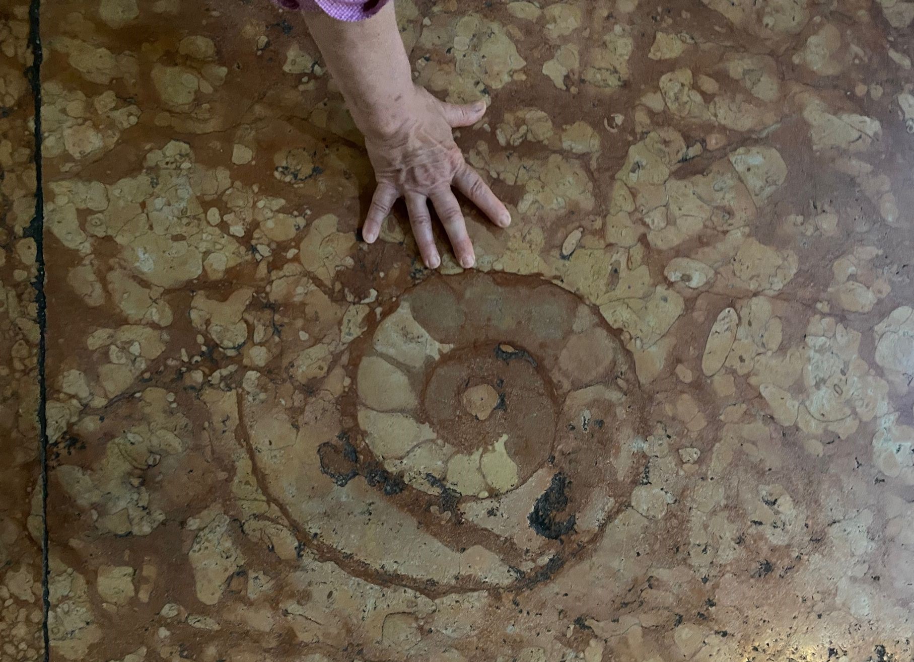 Ammonite nel pavimento del Duomo di Parma [Foto: Elena Tredici, CC BY NC SA]