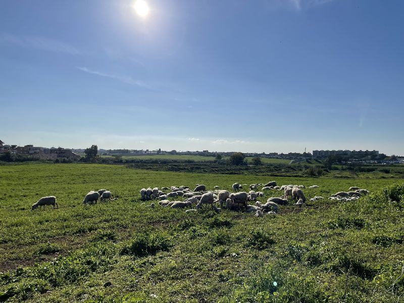 Pecore al pascolo nella Tenuta di Casetta Mistici [Foto: Maria Teresa Natale, CC BY NC SA]