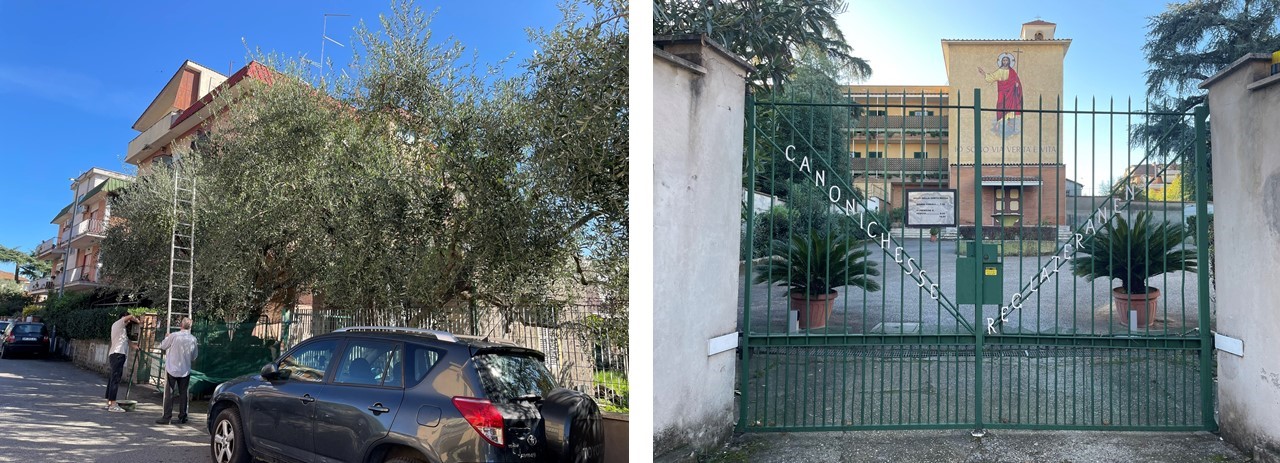 Raccolta delle olive in Via Icaro e Monastero delle Canonichesse lateranensi in Via di Torrenova [Foto: Maria Teresa Natale, CC BY NC SA]